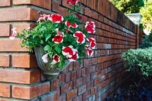 Flower pot with red and white petunias on brick wall.